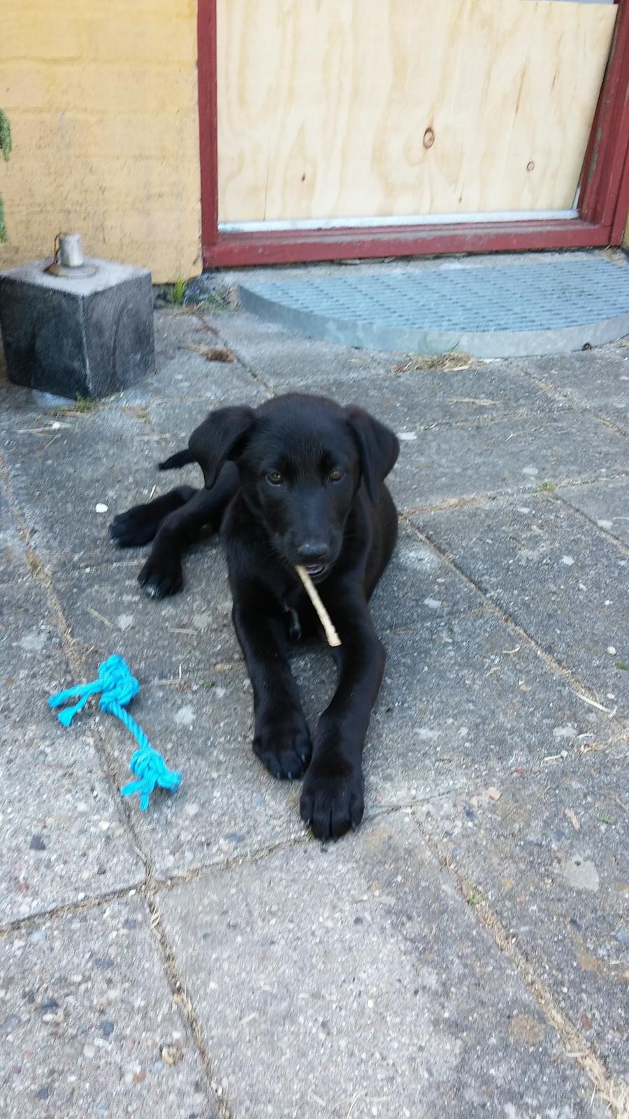 Blanding af racer Vicki  billede 1