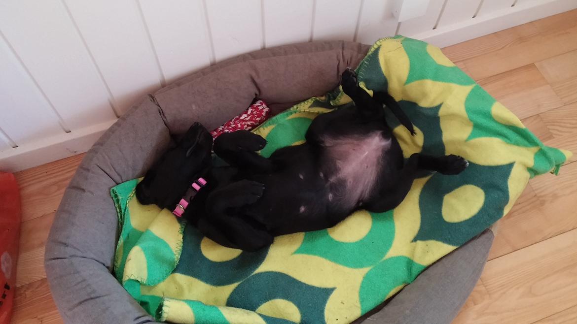 Blanding af racer Vicki  billede 5