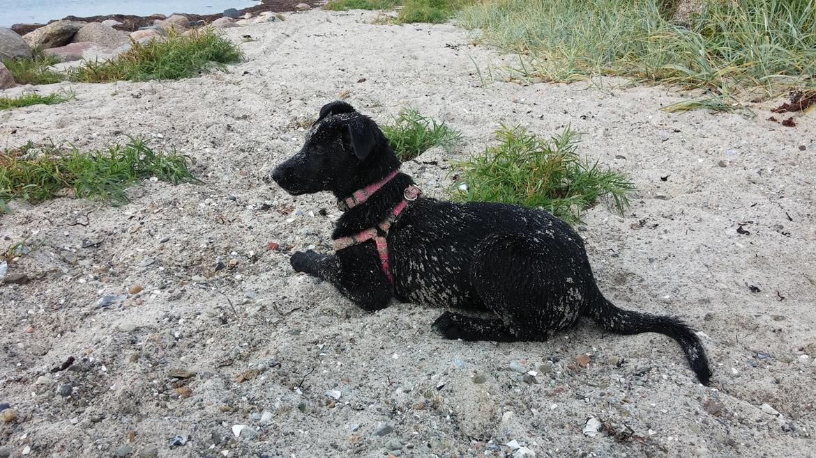 Blanding af racer Vicki  billede 6