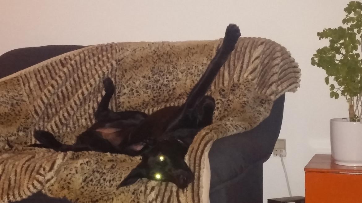 Blanding af racer Vicki  billede 7