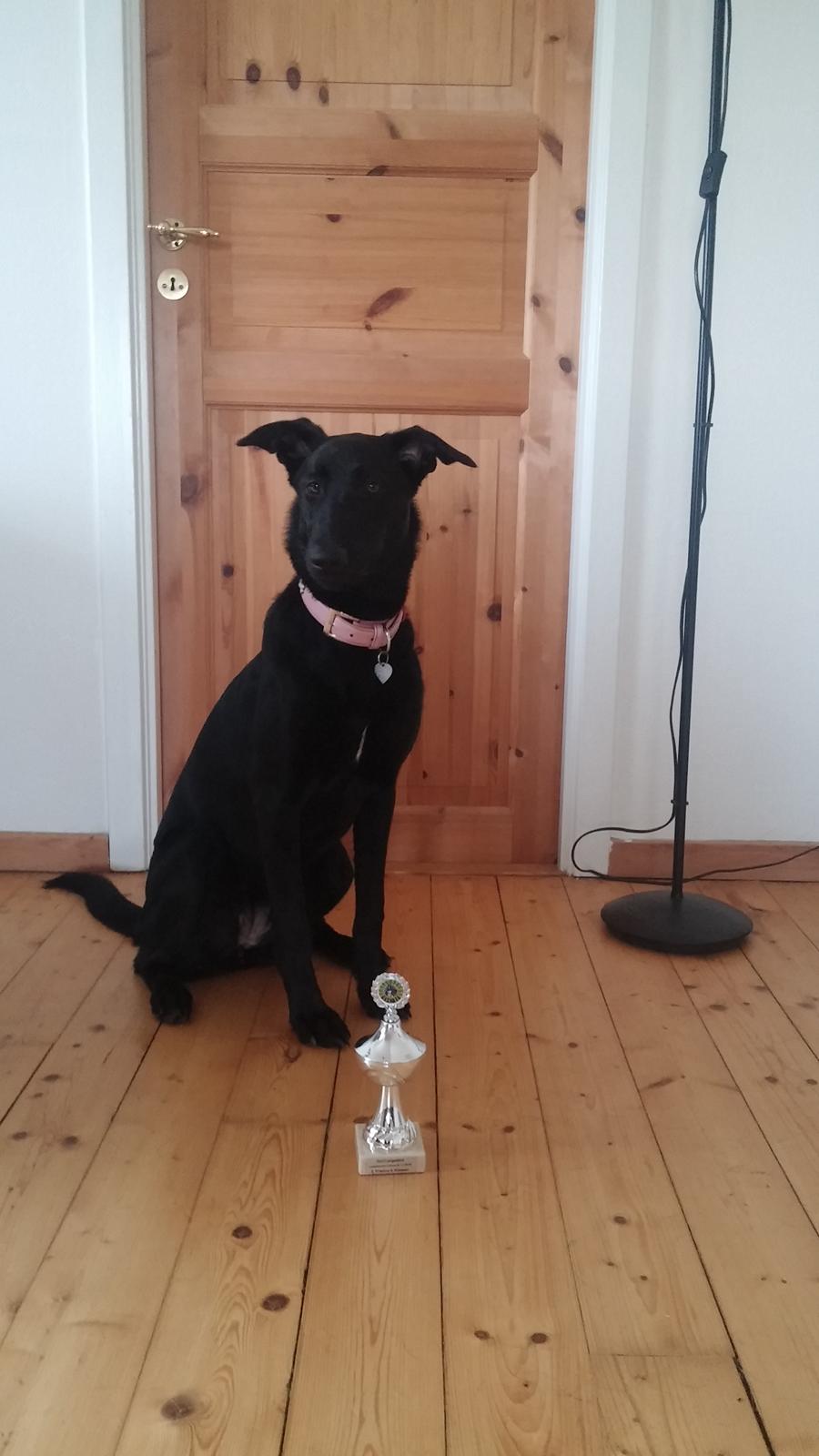 Blanding af racer Vicki  billede 8