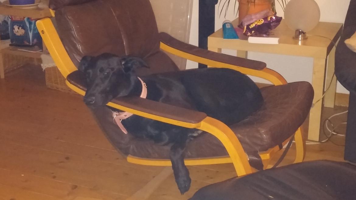 Blanding af racer Vicki  billede 9