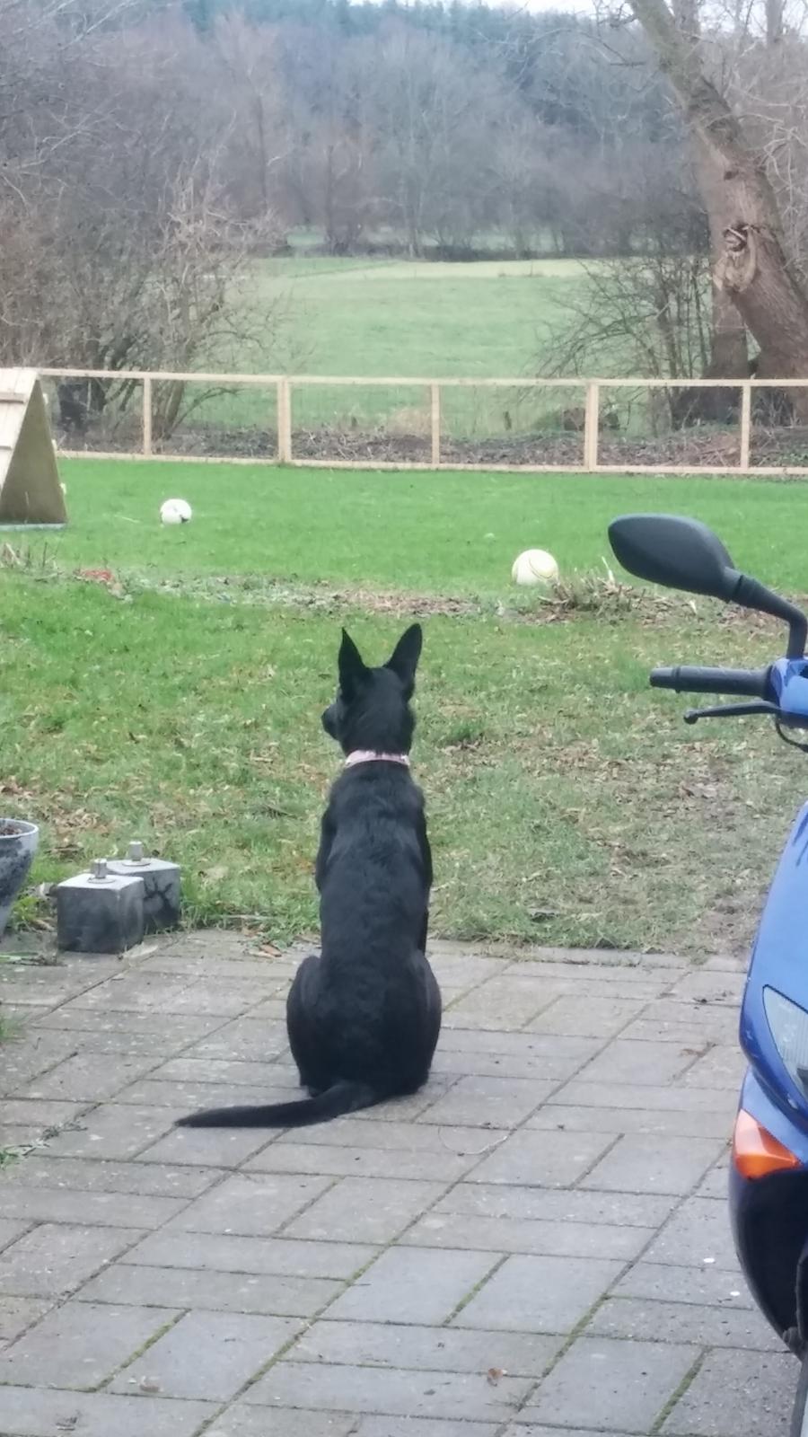 Blanding af racer Vicki  billede 10