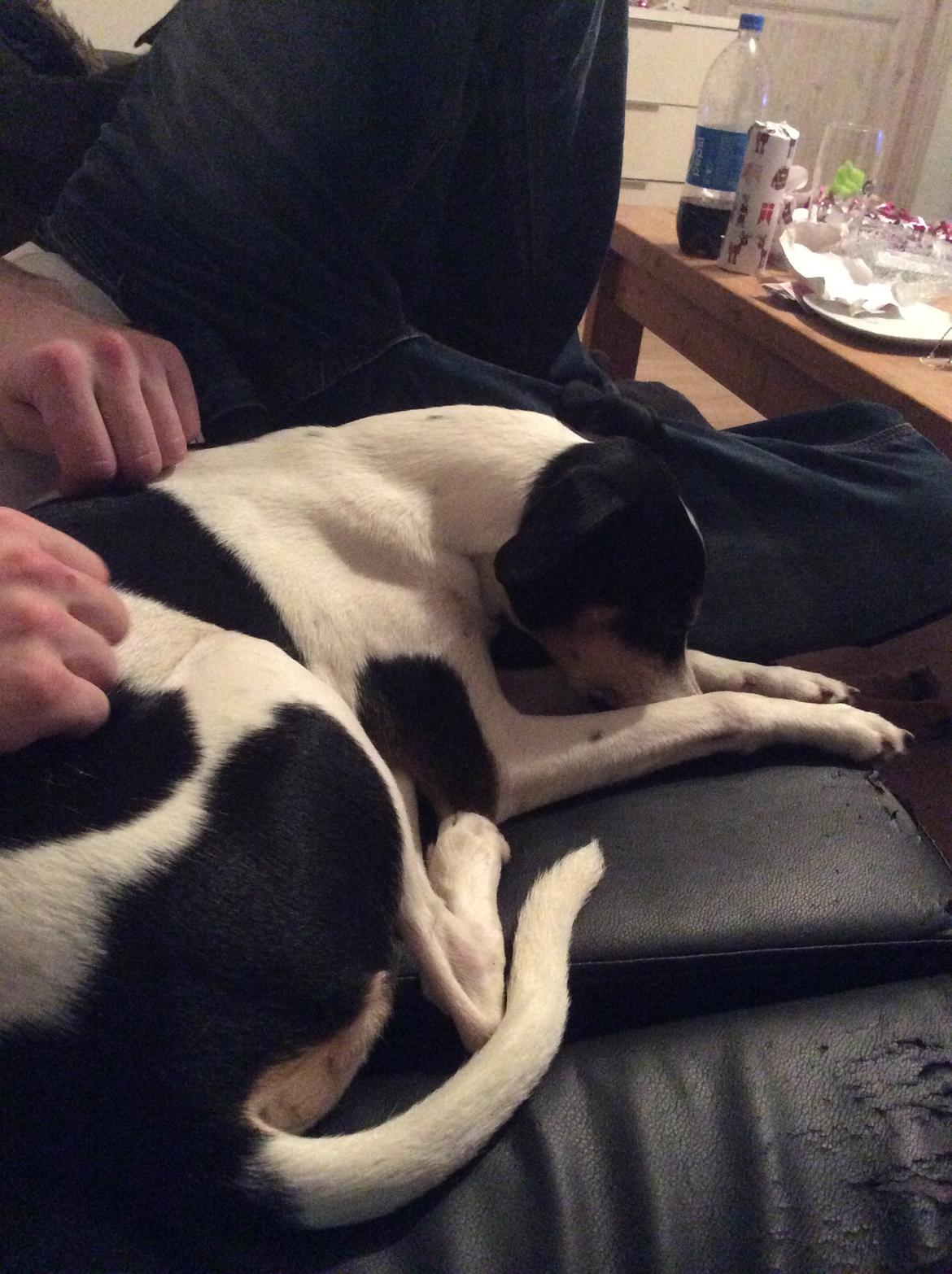 Dansk svensk gaardhund buster  solgt.. billede 9