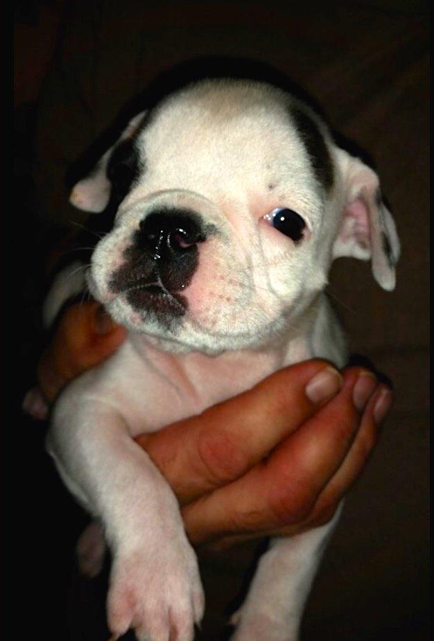 Olde english bulldogge Mille billede 1
