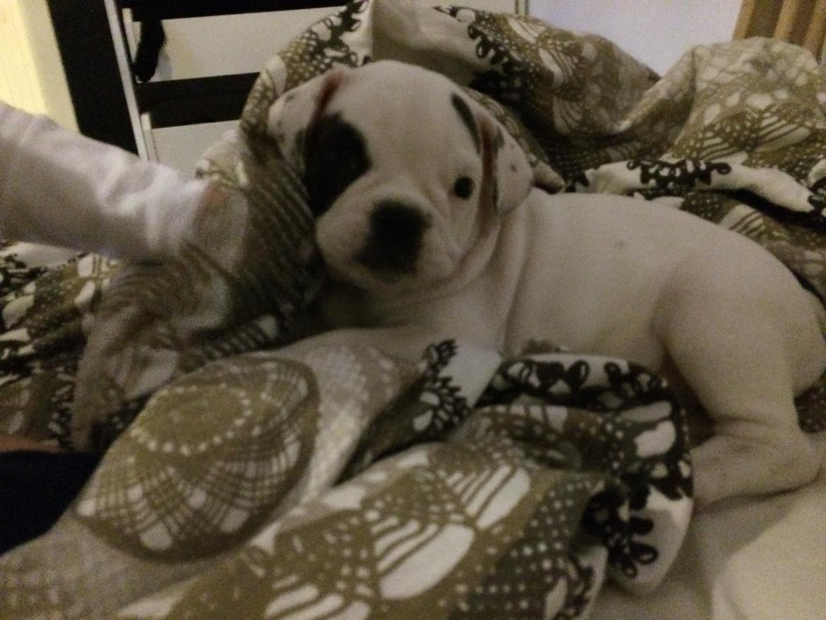 Olde english bulldogge Mille billede 3