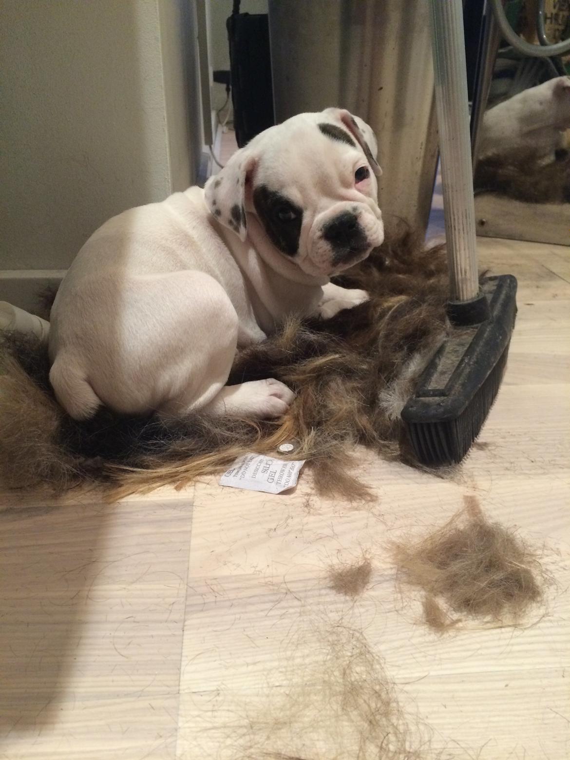 Olde english bulldogge Mille billede 4