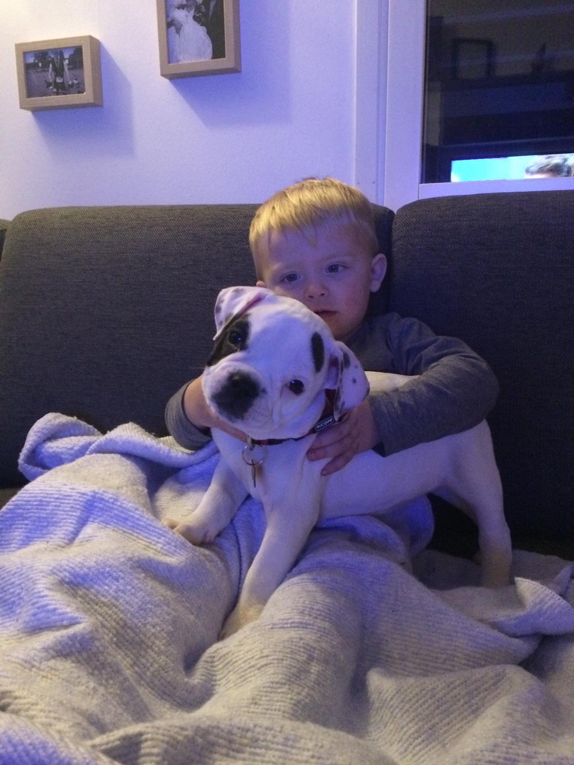 Olde english bulldogge Mille billede 5