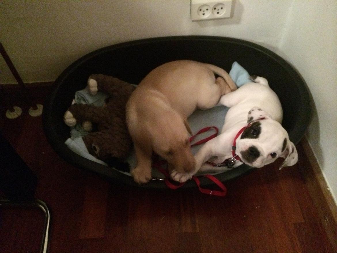 Olde english bulldogge Mille billede 6