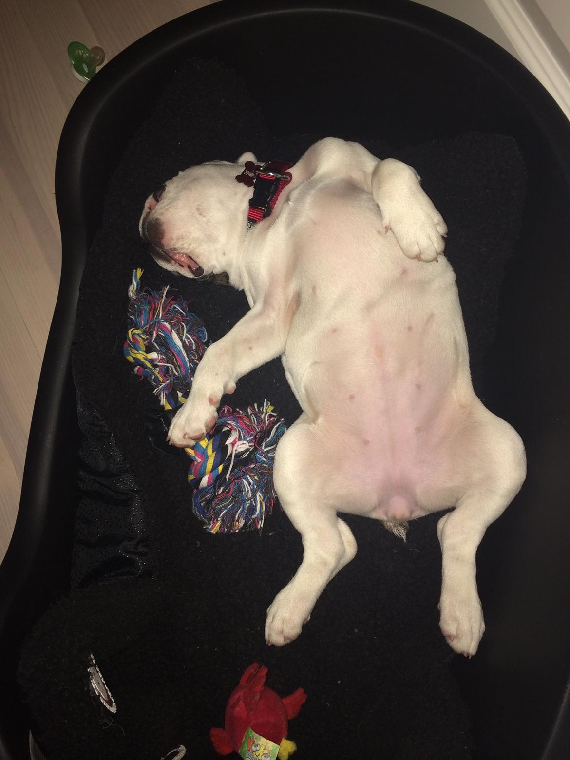 Olde english bulldogge Mille billede 7