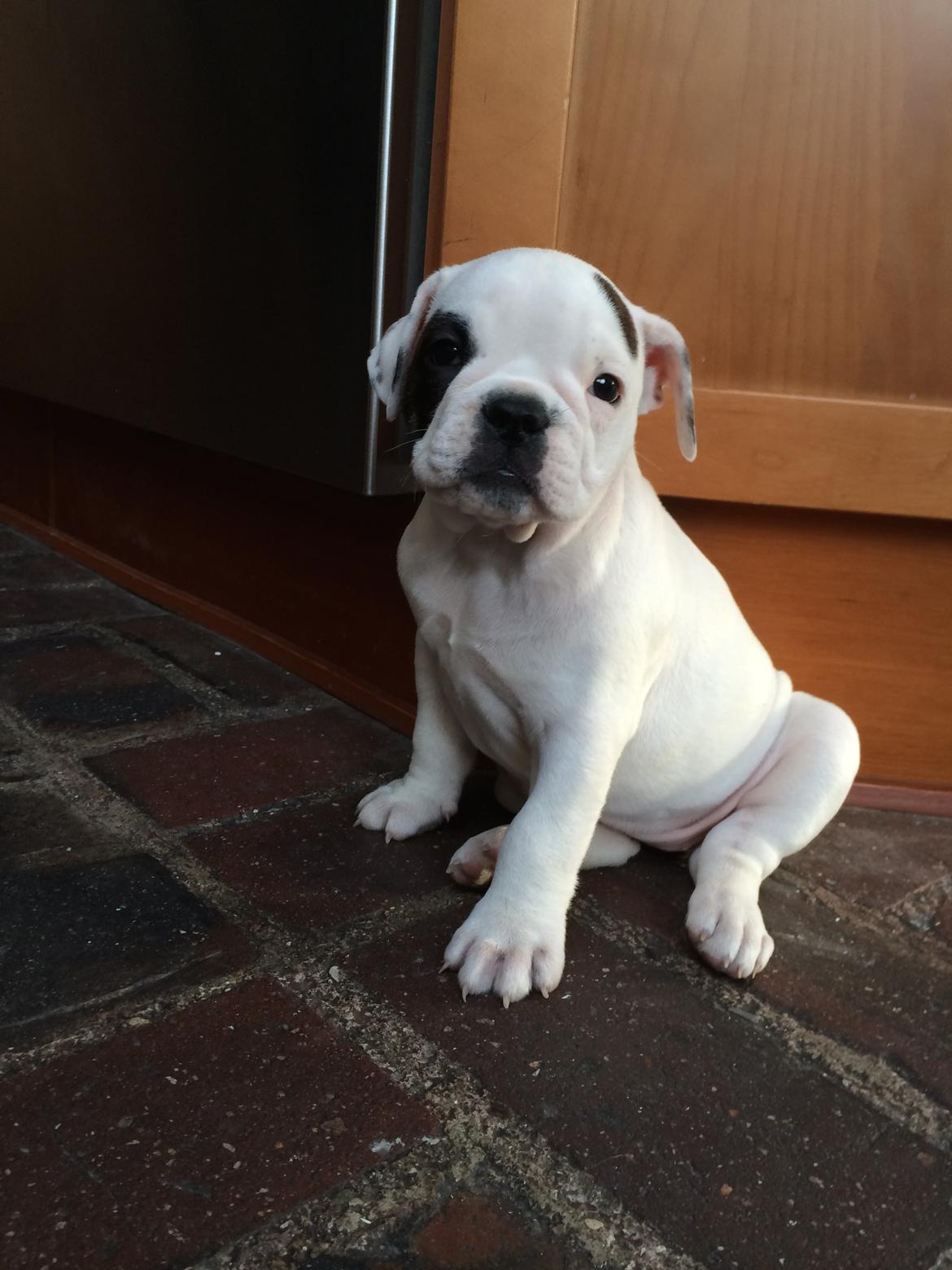 Olde english bulldogge Mille billede 2