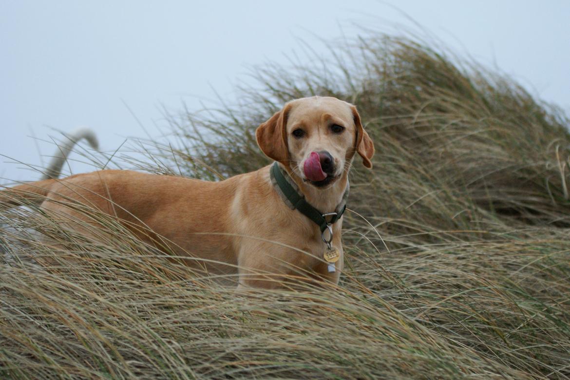 Labrador retriever Kalli - kennel midtlab Dakota billede 7
