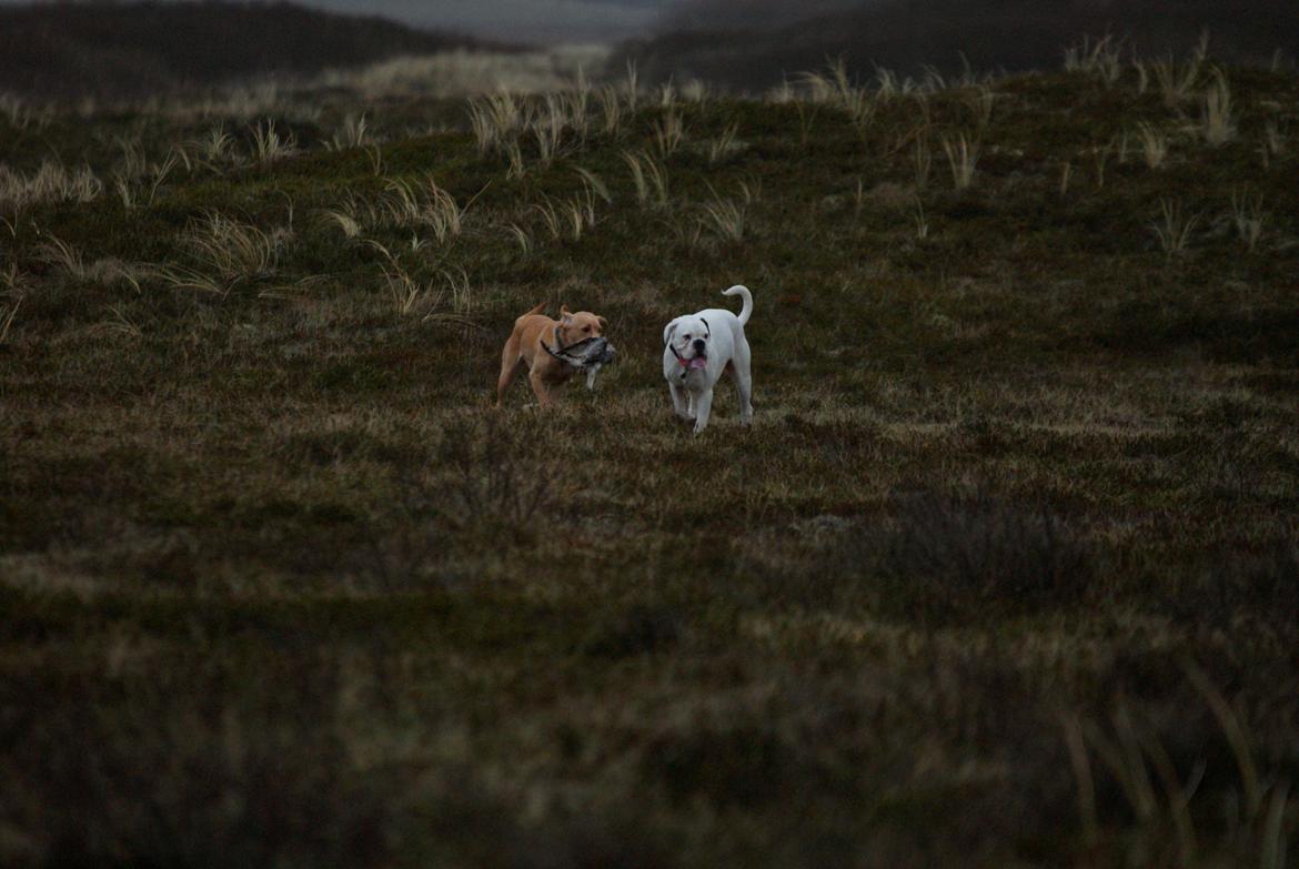 Labrador retriever Kalli - kennel midtlab Dakota billede 41