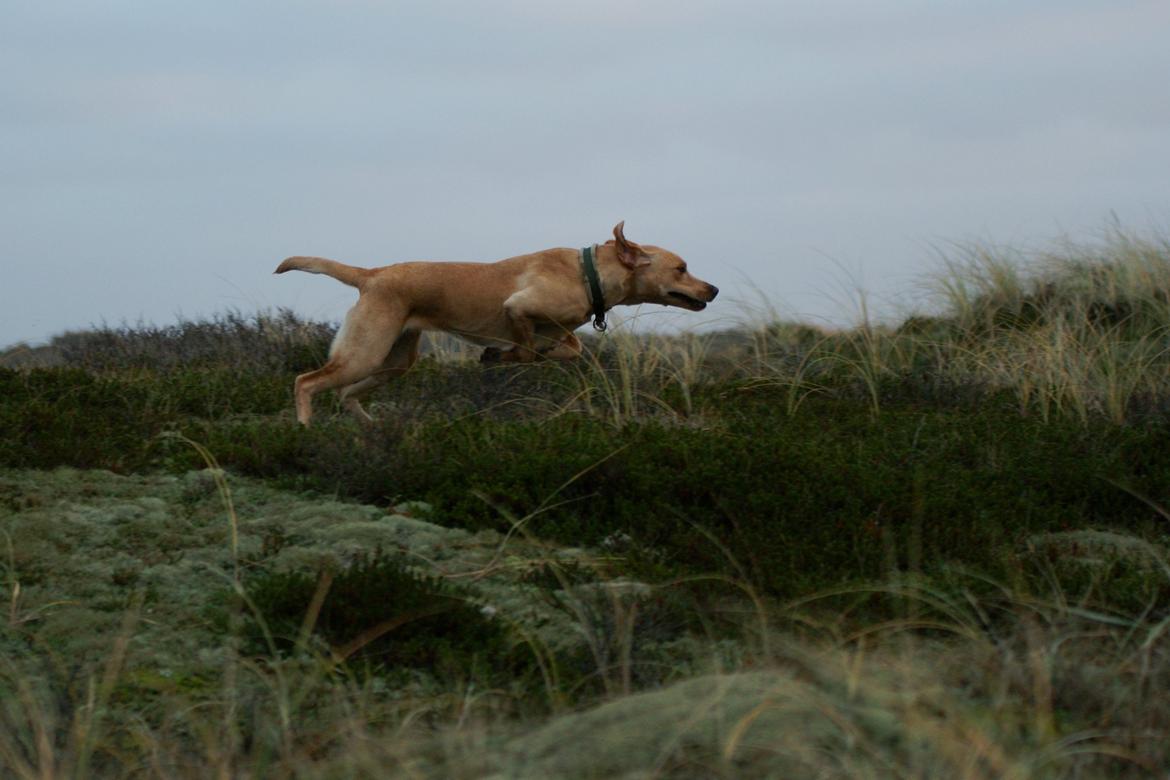 Labrador retriever Kalli - kennel midtlab Dakota billede 40