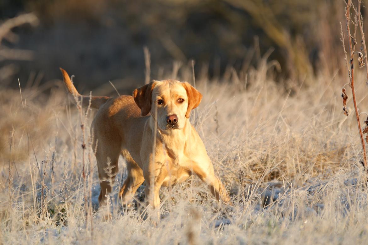 Labrador retriever Kalli - kennel midtlab Dakota billede 3