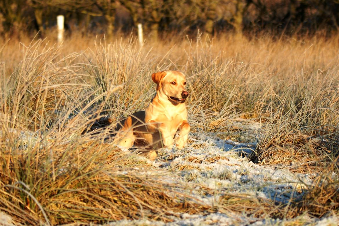 Labrador retriever Kalli - kennel midtlab Dakota billede 4
