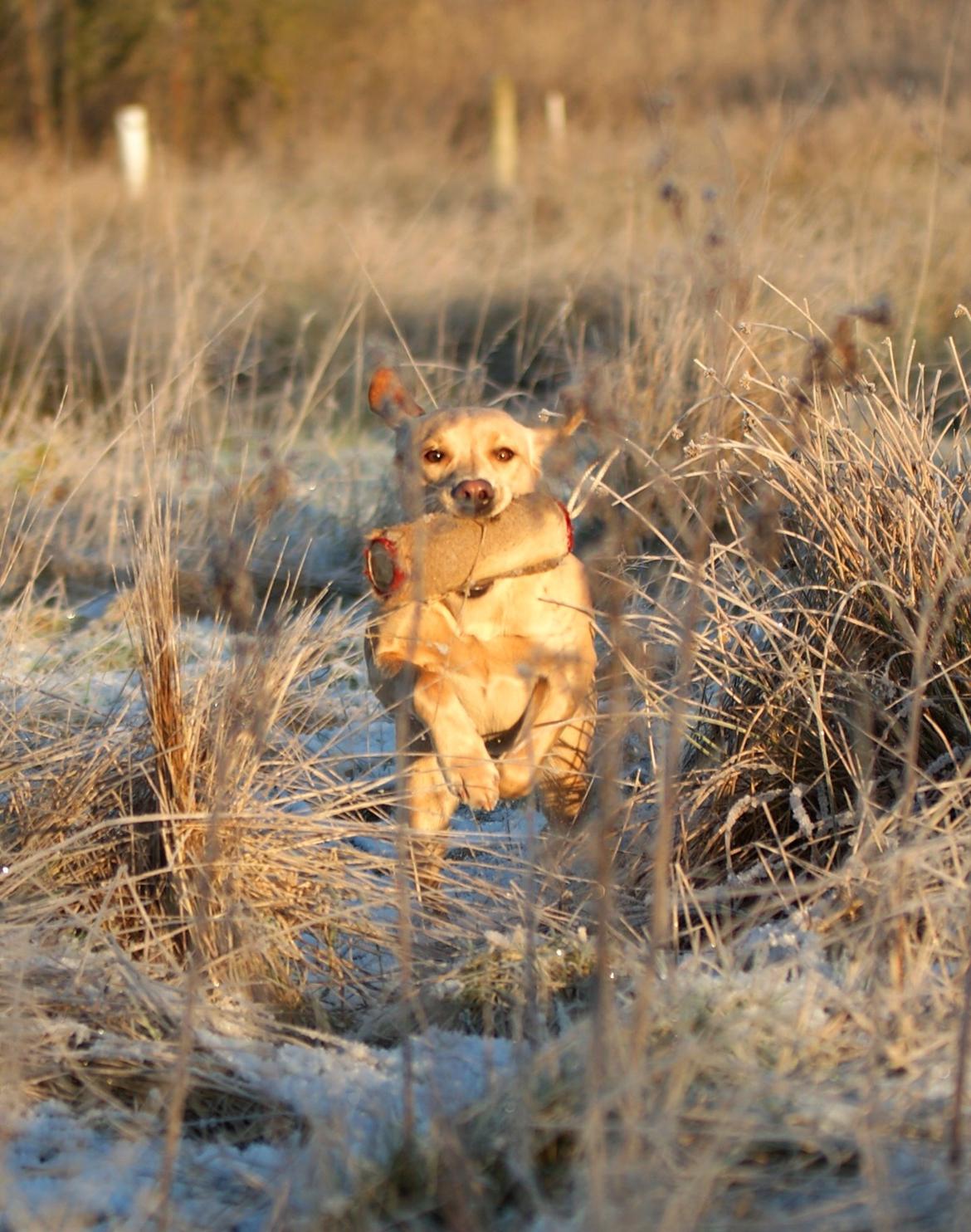 Labrador retriever Kalli - kennel midtlab Dakota billede 42