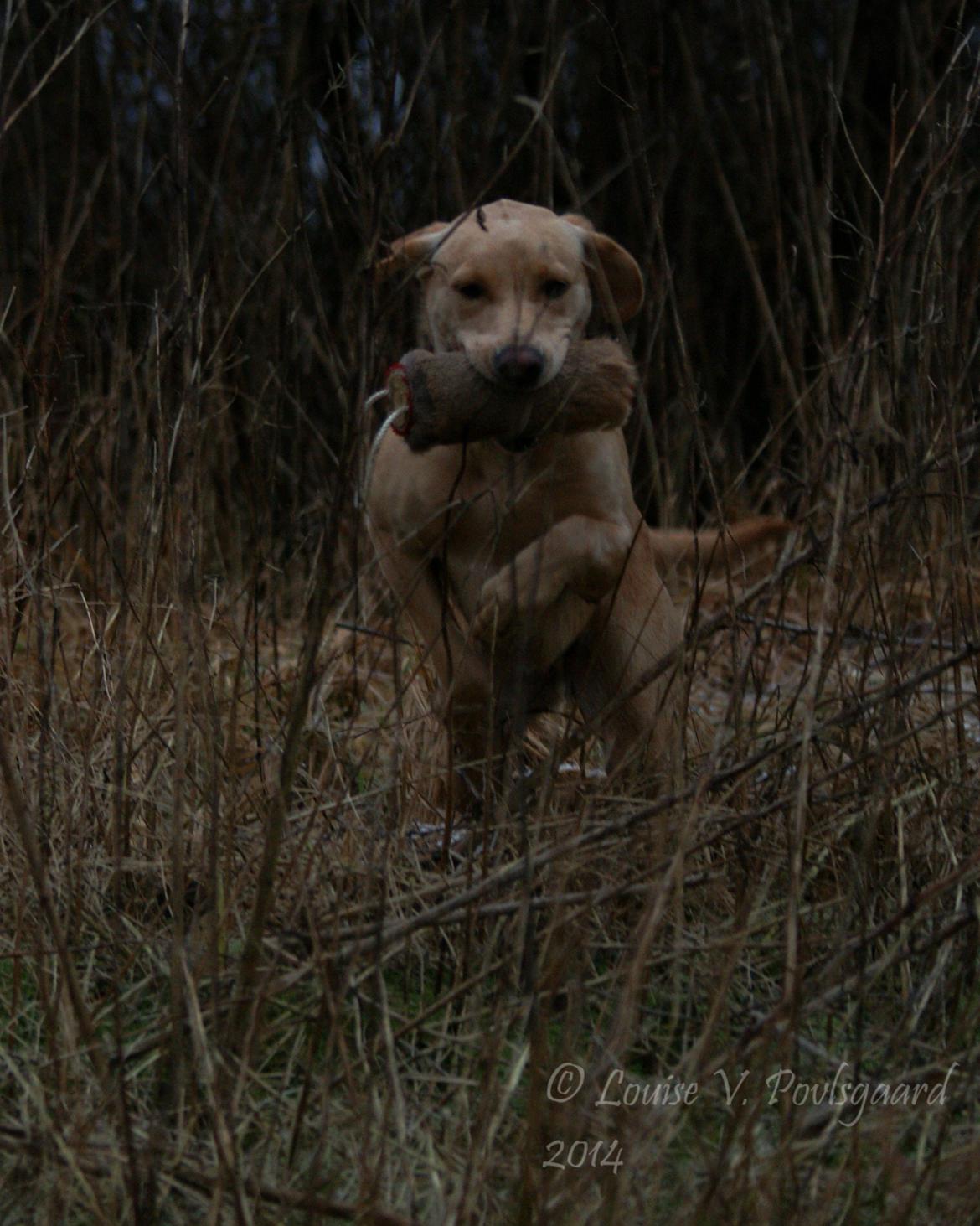 Labrador retriever Kalli - kennel midtlab Dakota billede 9