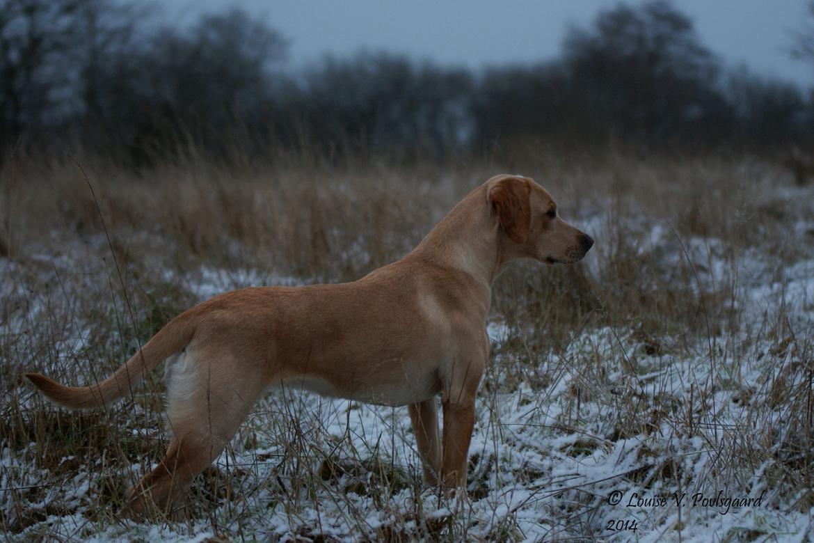 Labrador retriever Kalli - kennel midtlab Dakota billede 8