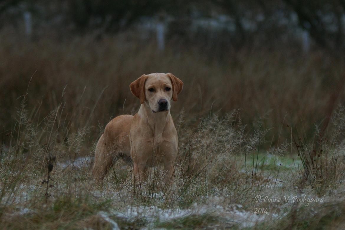 Labrador retriever Kalli - kennel midtlab Dakota billede 15