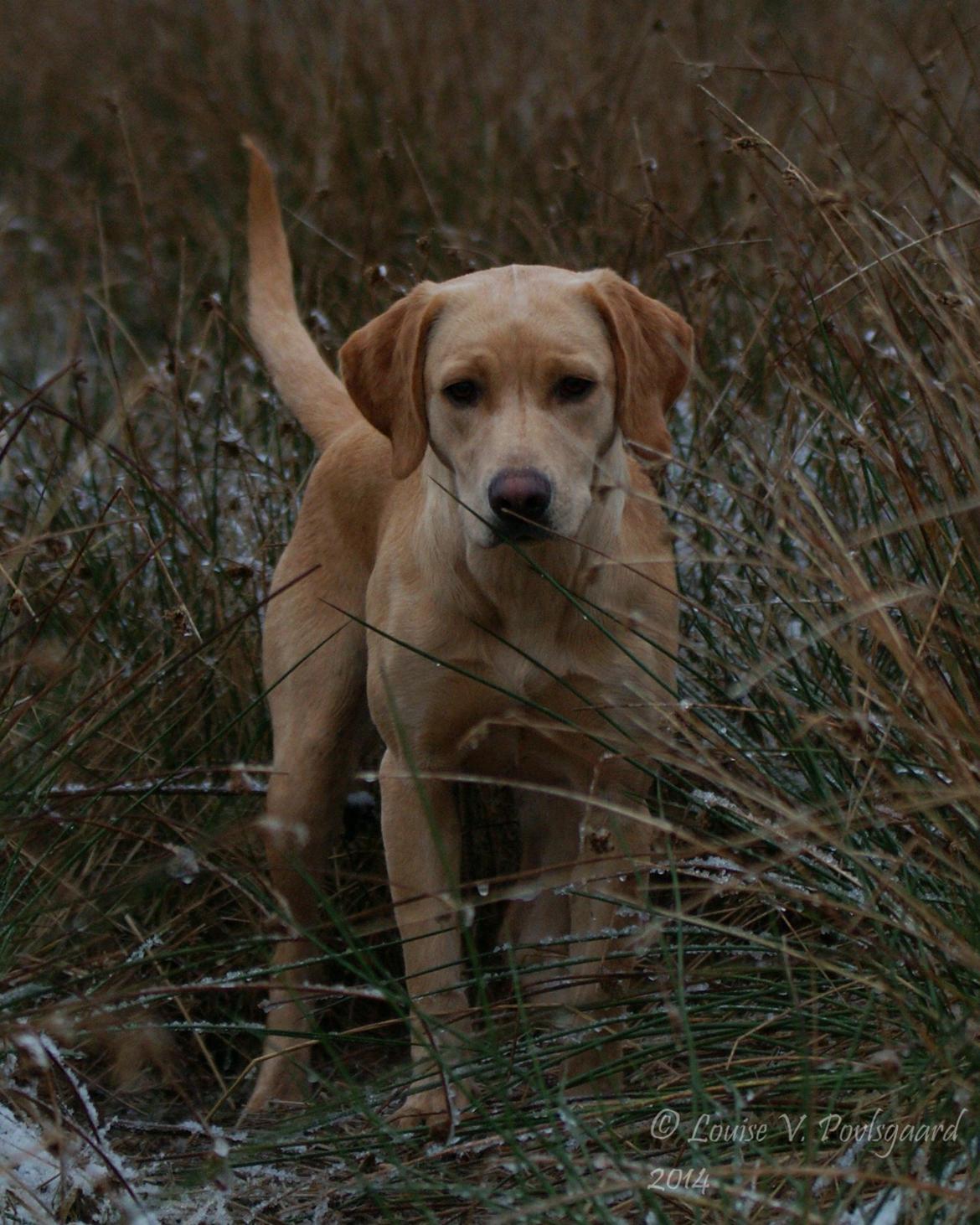 Labrador retriever Kalli - kennel midtlab Dakota billede 16