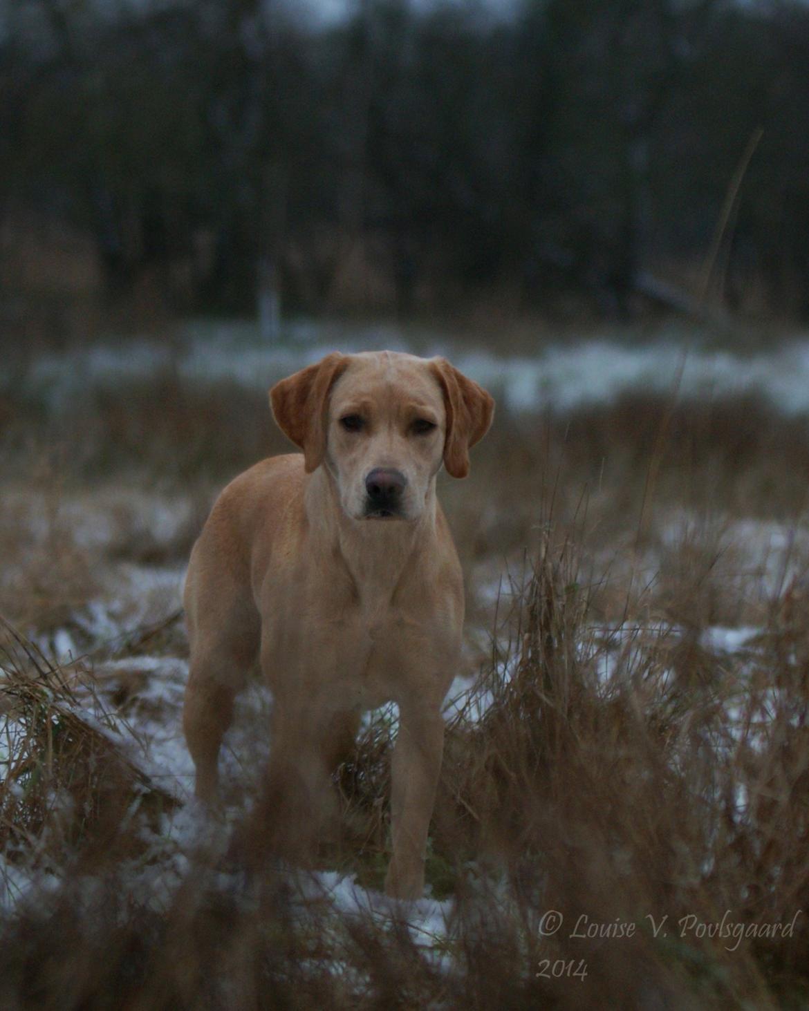 Labrador retriever Kalli - kennel midtlab Dakota billede 14