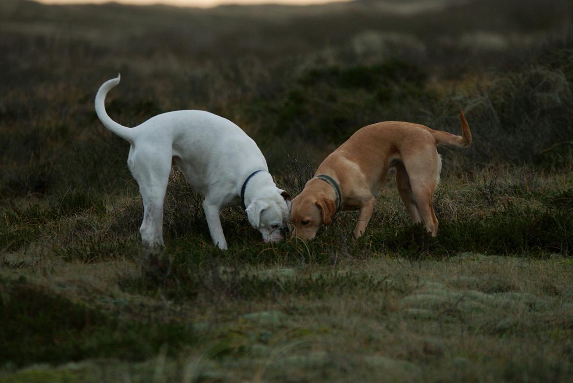 Labrador retriever Kalli - kennel midtlab Dakota billede 10