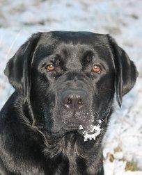 Labrador retriever Mochipappa's Bobby Mcferrin billede 15