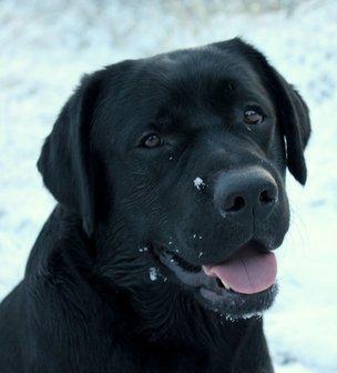 Labrador retriever Mochipappa's Bobby Mcferrin billede 16