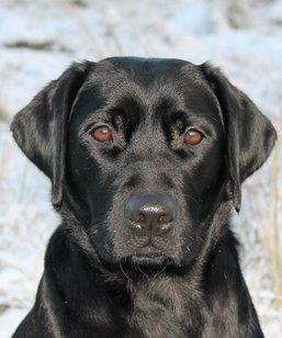 Labrador retriever Acapella billede 4