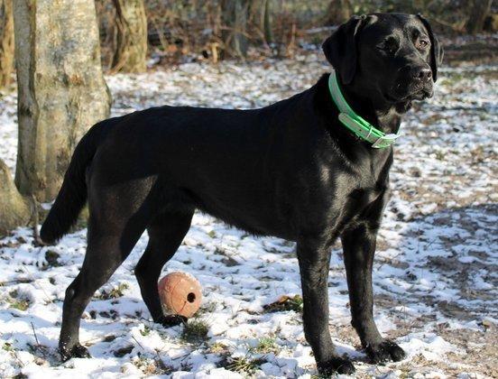 Labrador retriever Acapella billede 7