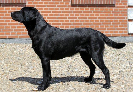 Labrador retriever Acapella billede 8
