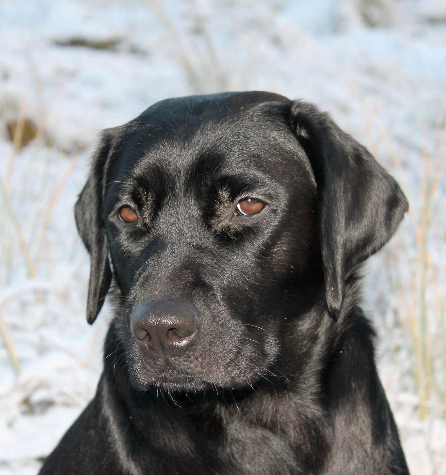 Labrador retriever Acapella billede 11