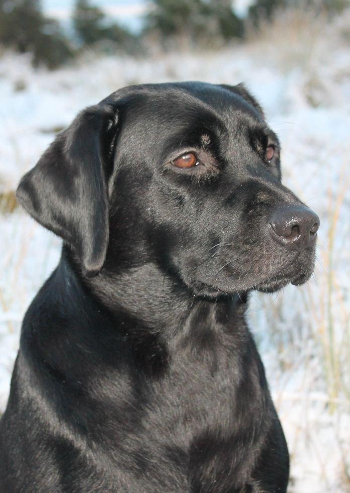 Labrador retriever Acapella billede 12