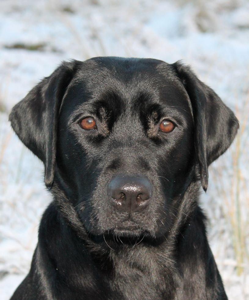 Labrador retriever Acapella billede 15