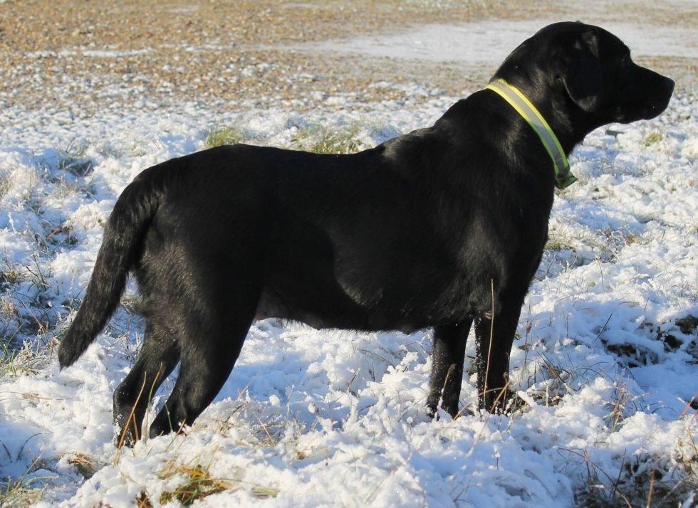 Labrador retriever Acapella billede 16
