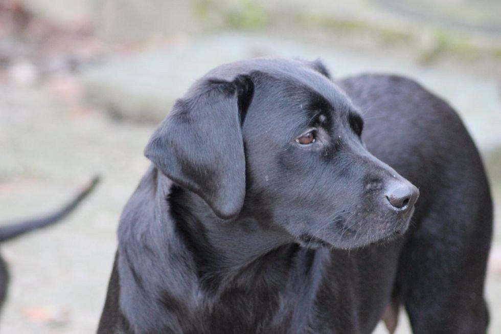 Labrador retriever Acapella billede 19