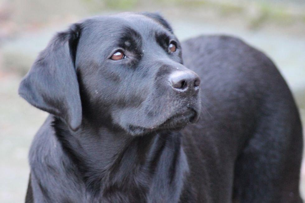 Labrador retriever Acapella billede 20