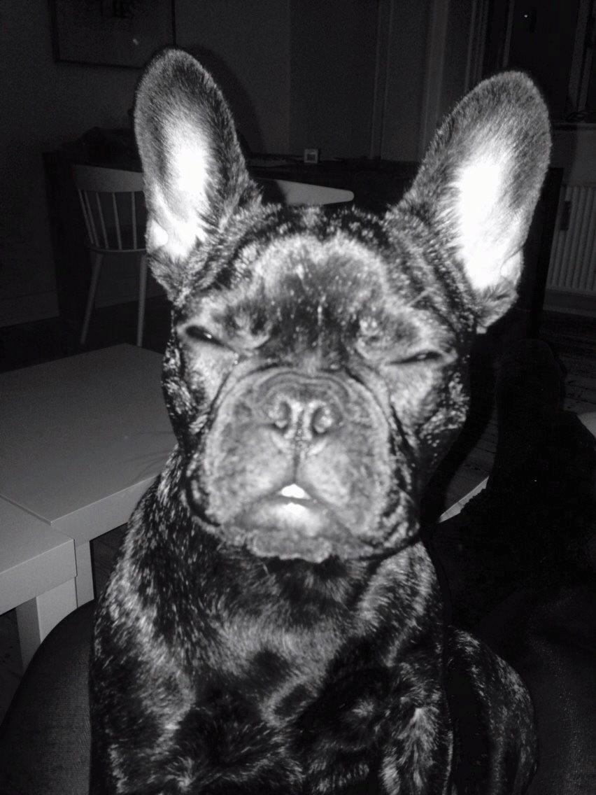 Fransk bulldog Venges Marseille "Bodil" - FJERN SÅ DEN BLITZ FRA MIT ANSIGT, KVINDEMENNESKE! ;-) billede 2