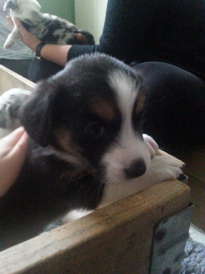 Welsh corgi cardigan Esther - Hey...kæl lige med mig. billede 5