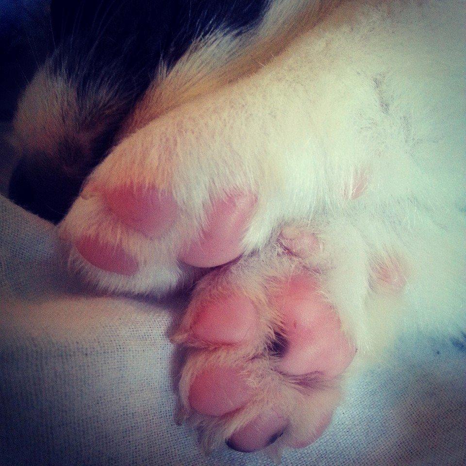 Welsh corgi cardigan Esther - Esthers søde små poter. billede 4