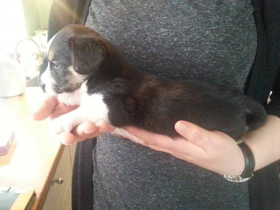 Welsh corgi cardigan Esther - Er hun ikke skøn? billede 2