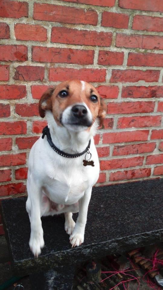 Dansk svensk gaardhund Otto billede 35