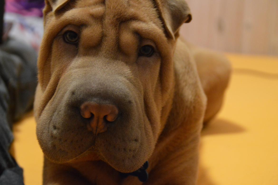 Shar pei Chuck Norris billede 2
