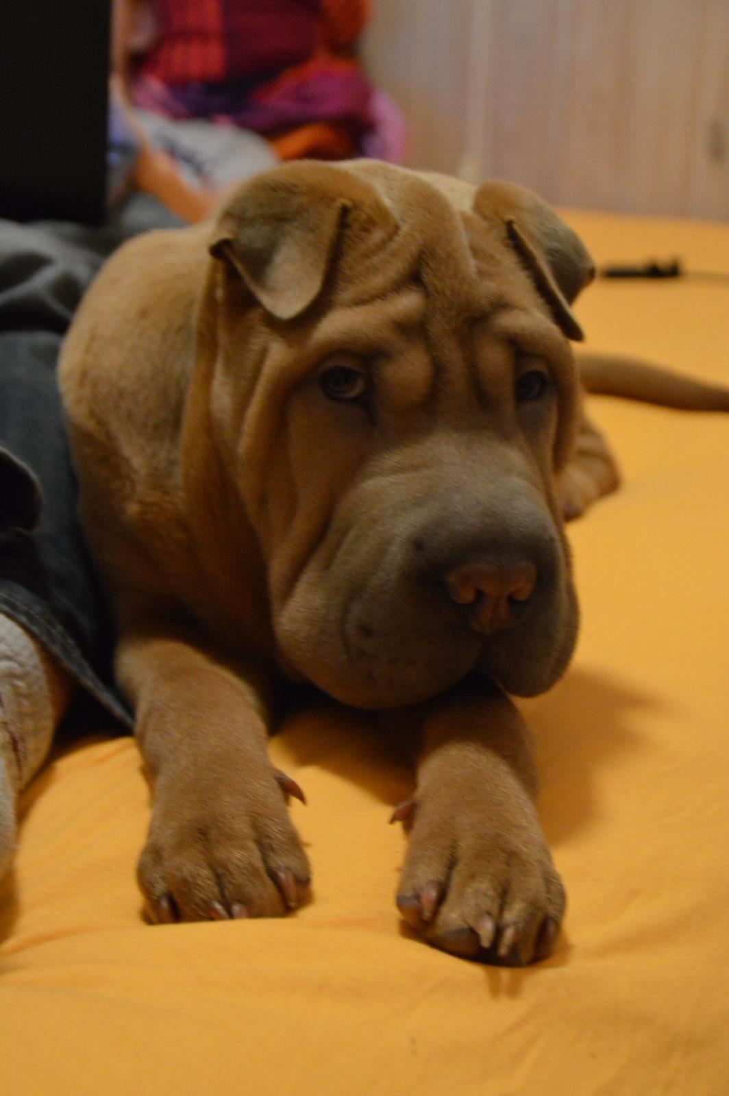 Shar pei Chuck Norris billede 3
