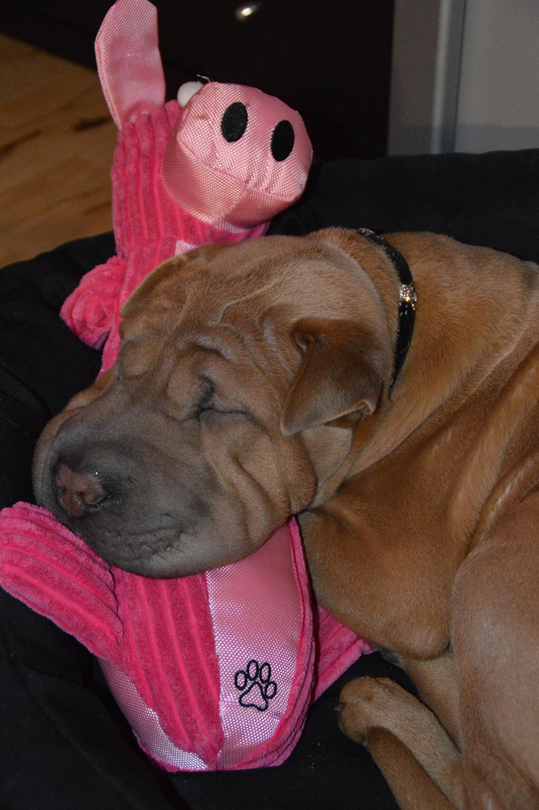 Shar pei Chuck Norris billede 4