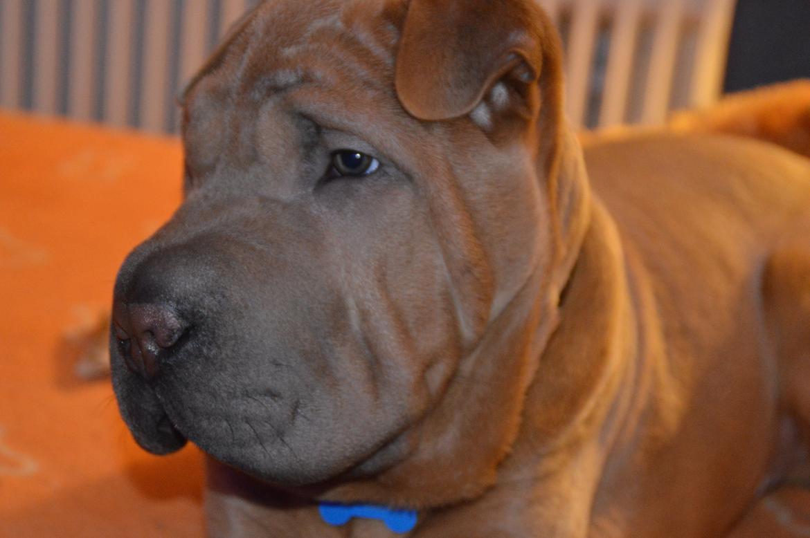 Shar pei Chuck Norris billede 8