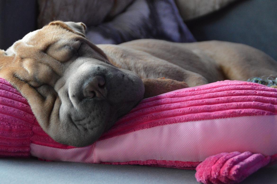 Shar pei Chuck Norris billede 6