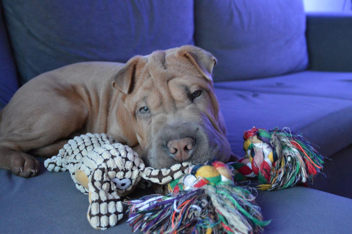 Shar pei Chuck Norris billede 9