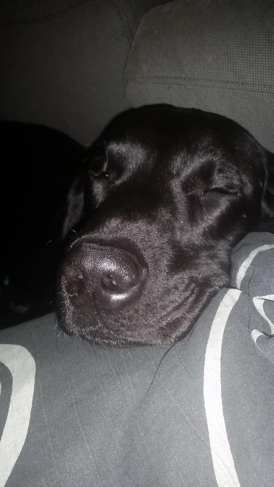 Labrador retriever Yellowstone Butler *DØD* billede 9